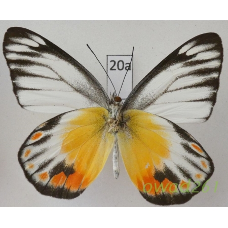 Delias periboea wallacei Rothschild, 1892 Indonesia, Bali20a
